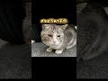 😺「僕にも名前をください。ちゃんとしたので呼ばれたいんです」