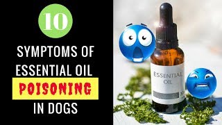 10 Symptoms of Essential Oil Poisoning in Dogs