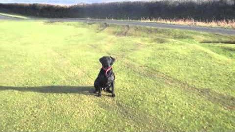 bonnie, whistle. whistle training. stop whistle, recall and directional work.