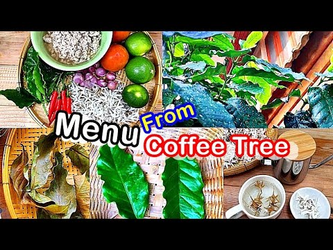 Video: Kaffeträd