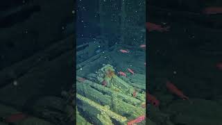 SS Thistlegorm #divng #scubadiving #egipt #travel #fish #nature