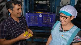 Mandarines primerenques en Pego - Terra Viva (Àpunt)