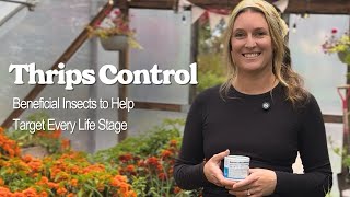 Thrips Control Using Beneficial Insects 