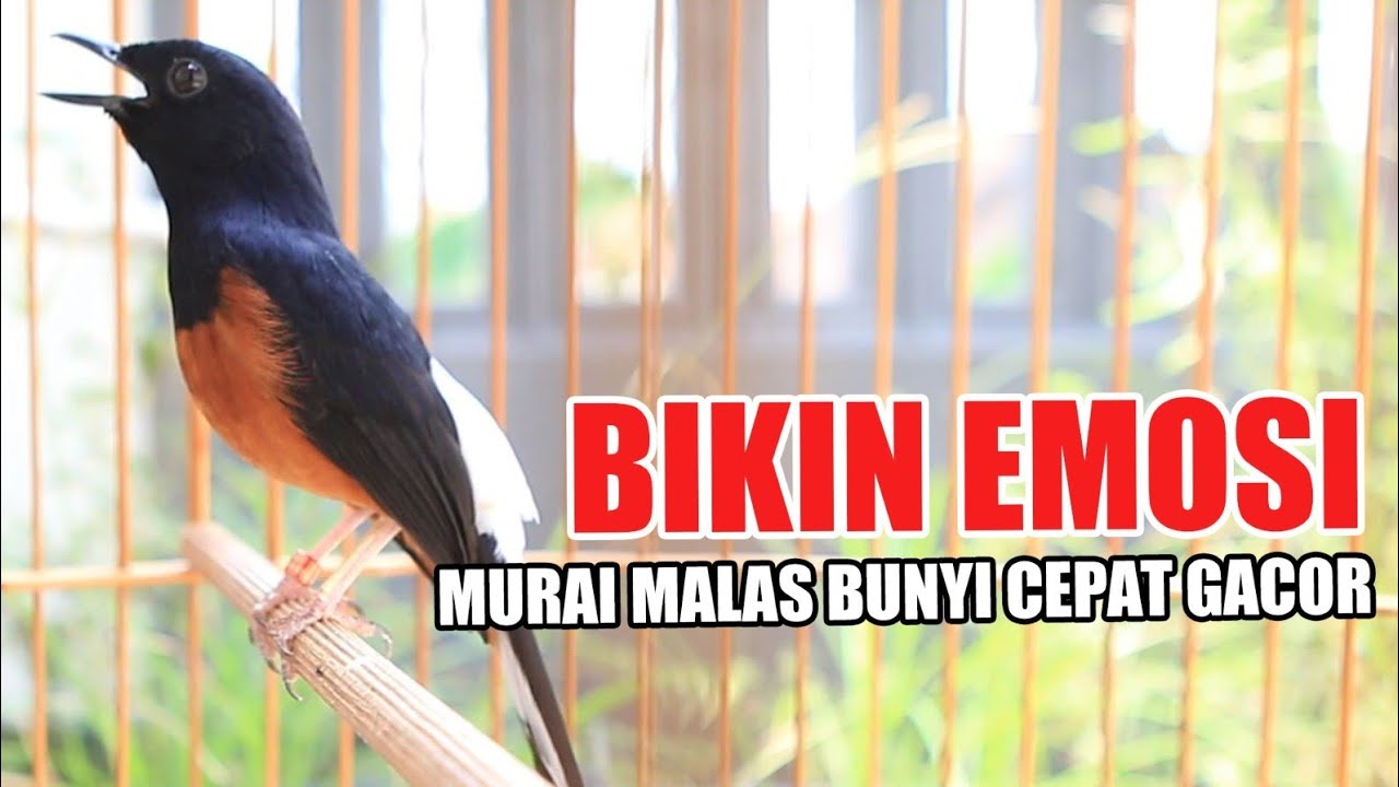 MASTERAN MURAI BATU FULL TEMBAKAN KASAR, BIKIN MURAI LANGSUNG CEPAT GACOR 