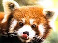 China. Red panda