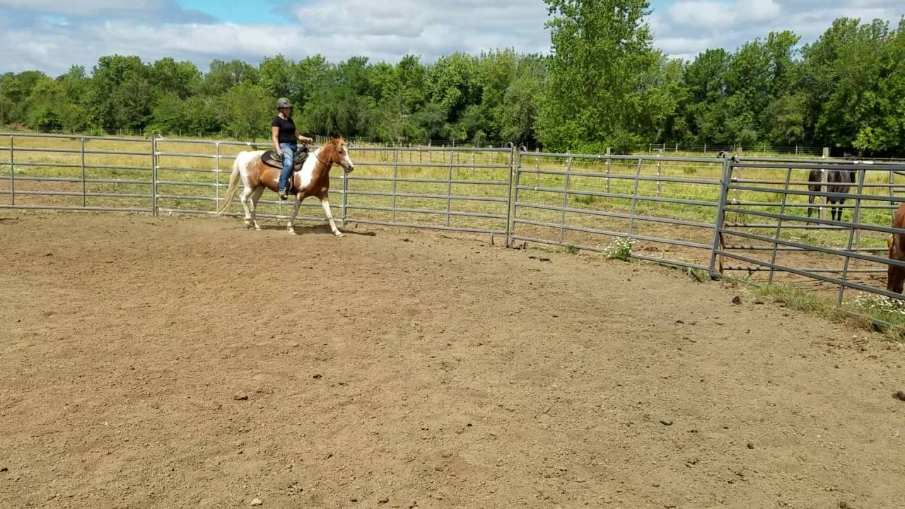 Harmony New Beginnings Animal Rescue YouTube