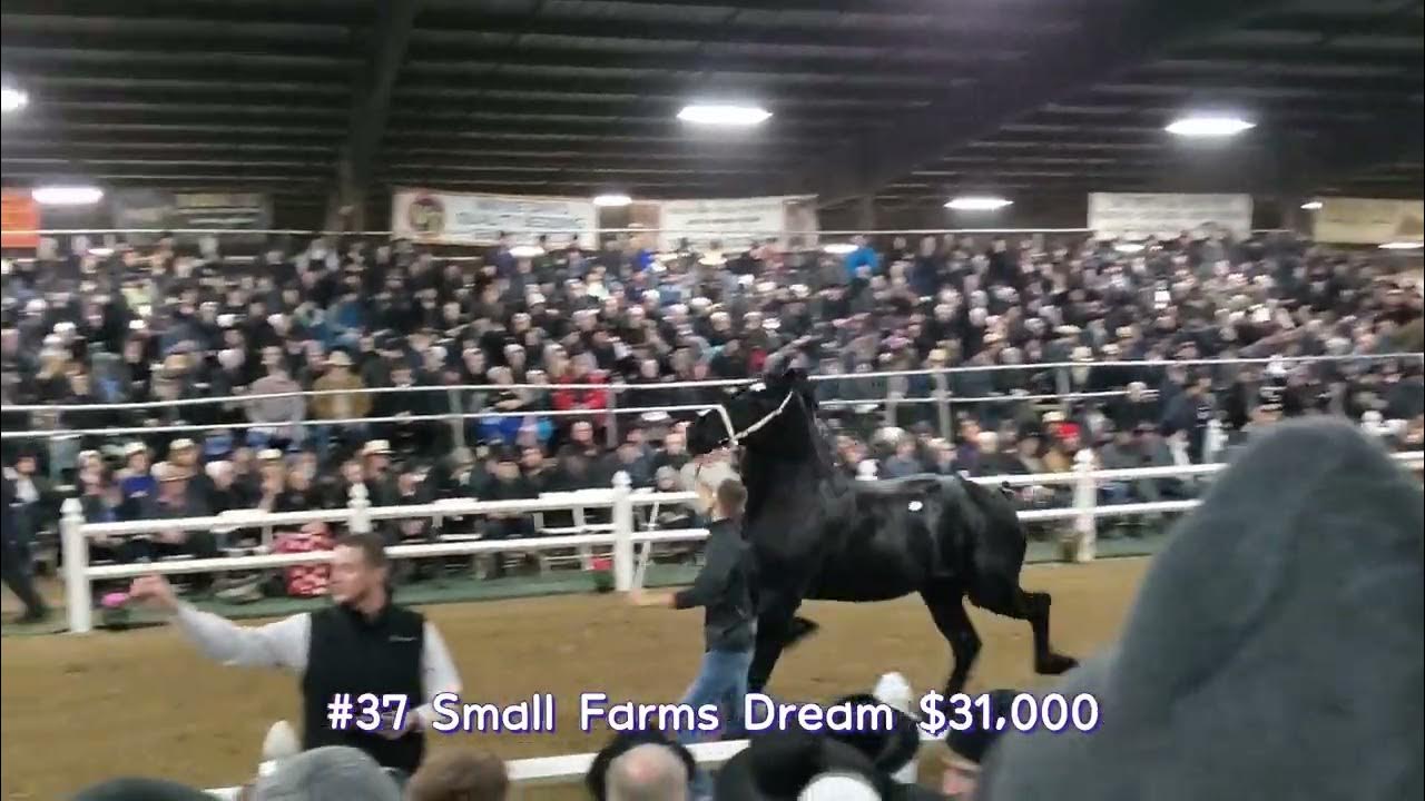 Percheron mare clips compilation (with prices) 2022 Gordyville Draft