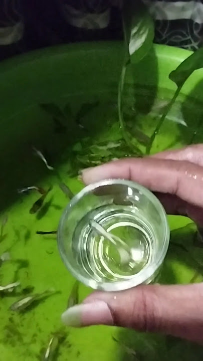 Albino White Guppy. #shorts #guppy #freshwaterfish #guppyfish #aquarium #tropicalfish #oddly #fish
