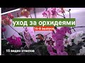 уход за орхидеями 15 вопросов / фитоверм для орхидей и панцирный клещ