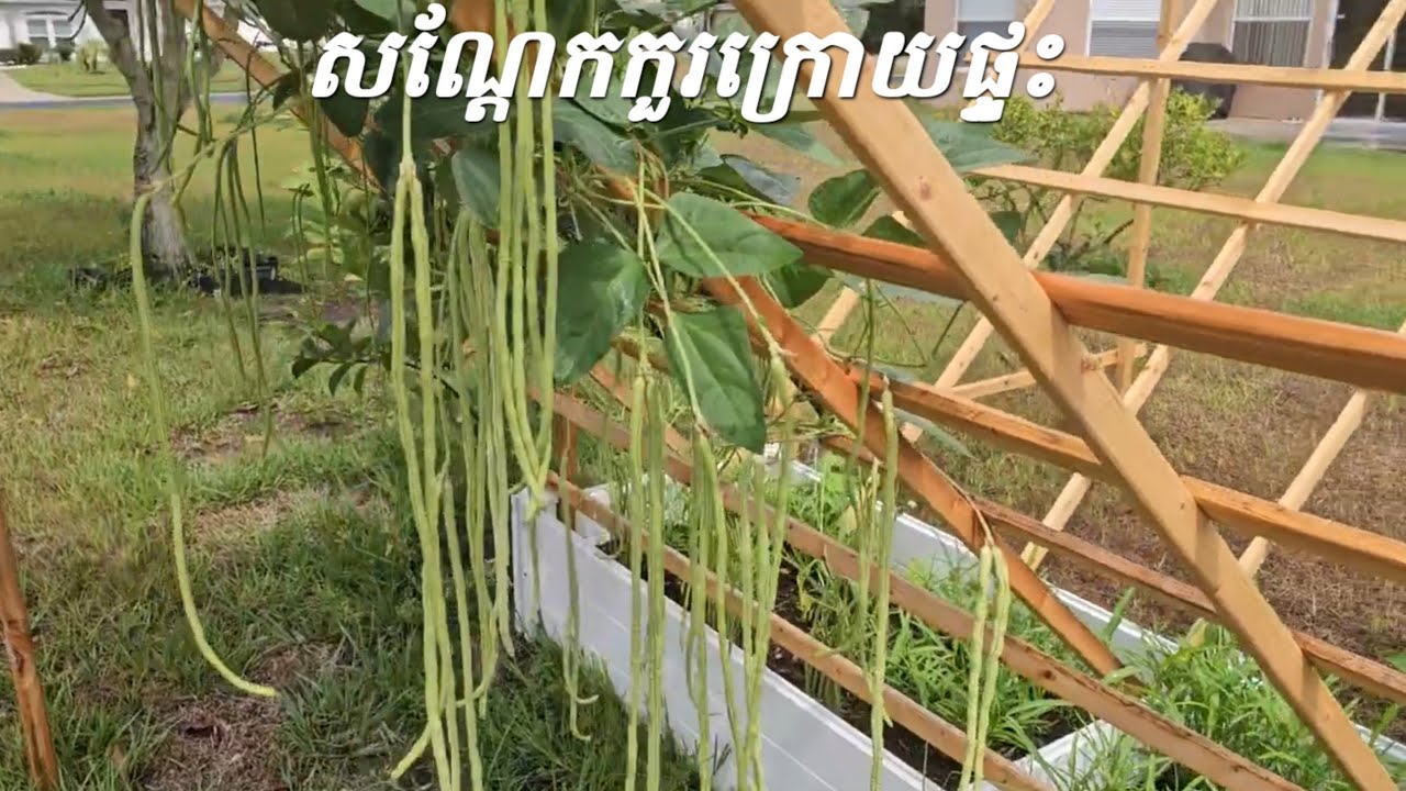 String beans are fully grown in my backyard - YouTube