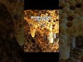 トボトボ歩く女王蜂の正体 #ニホンミツバチ #昆虫観察
