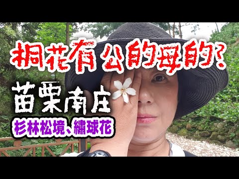 桐花有公的跟母的?  南庄老街、康濟吊橋、神桌山步道、東河吊橋、杉林松境休閒農場~賞螢、賞桐、賞繡球花之旅，車資+保險+杉林松境晚餐=600元。