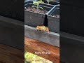 Pacific Tree Frog