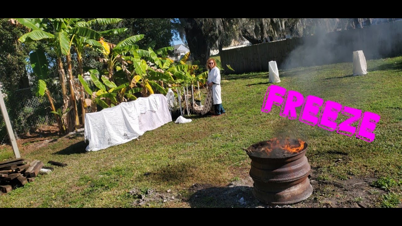 Florida Freeze Protect Your Plants 🌱 - YouTube