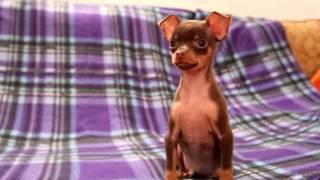 Чижик - щенок русского тоя. Russkiy toy puppy Чижик - щенок русского тоя. Russkiy toy puppy