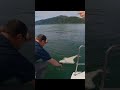 When its just under the max size britishcolumbia westcoast halibut fishing