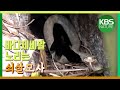 쇠살모사 천적, 가거도 족제비! 환경스페셜 ‘생태보고, 격리된 땅 섬’/ KBS 20130130 방송