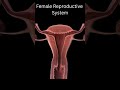 Female reproductive system