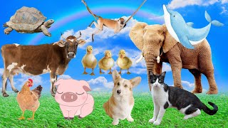 Cute little animals, dog sound, cow sound, cat sound, elephant sound, chicken sound