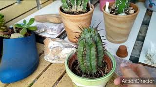 видео: Эупфорбии(Молочай)моя коллекция#2.Euphorbia my collection#2. картинка: Эупфорбии(Молочай)моя коллекция#2.Euphorbia my collection#2.