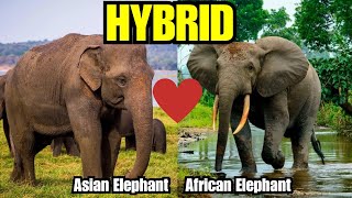 African Vs Asian Elephants Mixed?