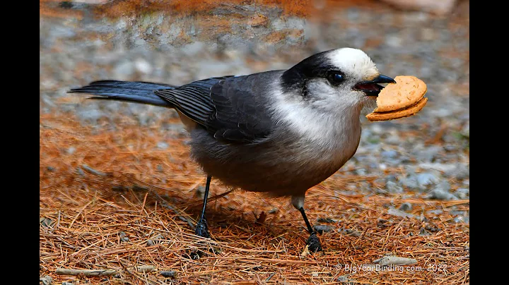 Canada Jay - the Clown of the Boreal Forest