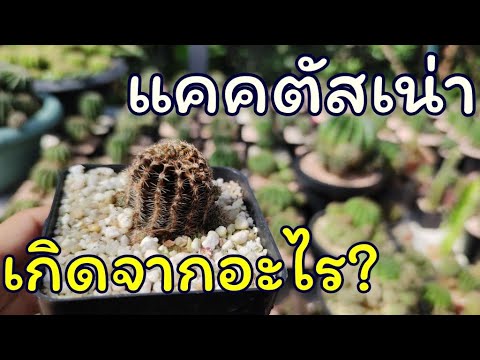 อาการแคคตัสเน่า เกิดจากอะไร? [My Rotting Cacti]