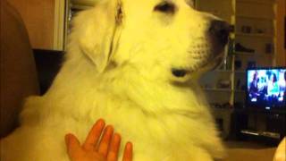 panda the great pyrenees enjoying his scratch by Kit Lau 502 views 12 years ago 1 minute, 37 seconds