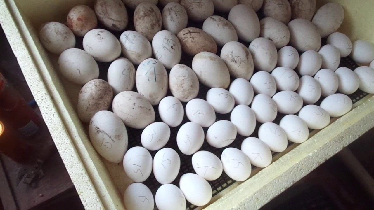 Размер яиц кур. Инкубационное яйцо индоутки. Инкубационные яйца гусиные Утиные. Инкубационное яйцо утки Орвия. Утиное и куриное яйцо.