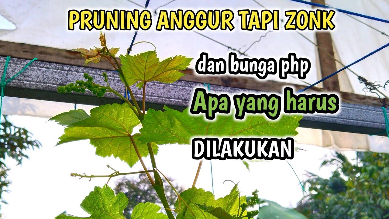 Apa Yang Harus Dilakukan Saat Pruning Anggur Zonk & Hanya Keluar Bunga PHP❓