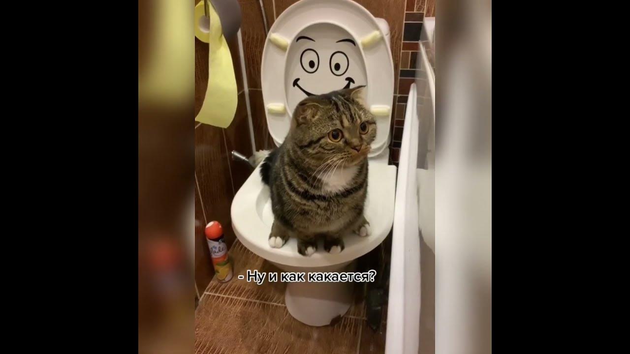 котик на туалете# - YouTube