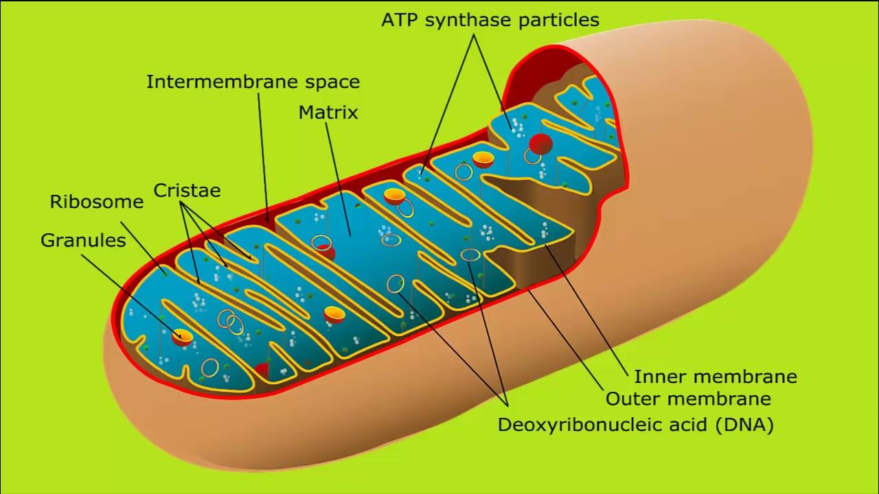 Рисунок митохондрии клетки. Митохондрия кратко и понятно. Митохондрии это кратко. Митохондрии на схеме клетки. Строение митохондрии клетки.