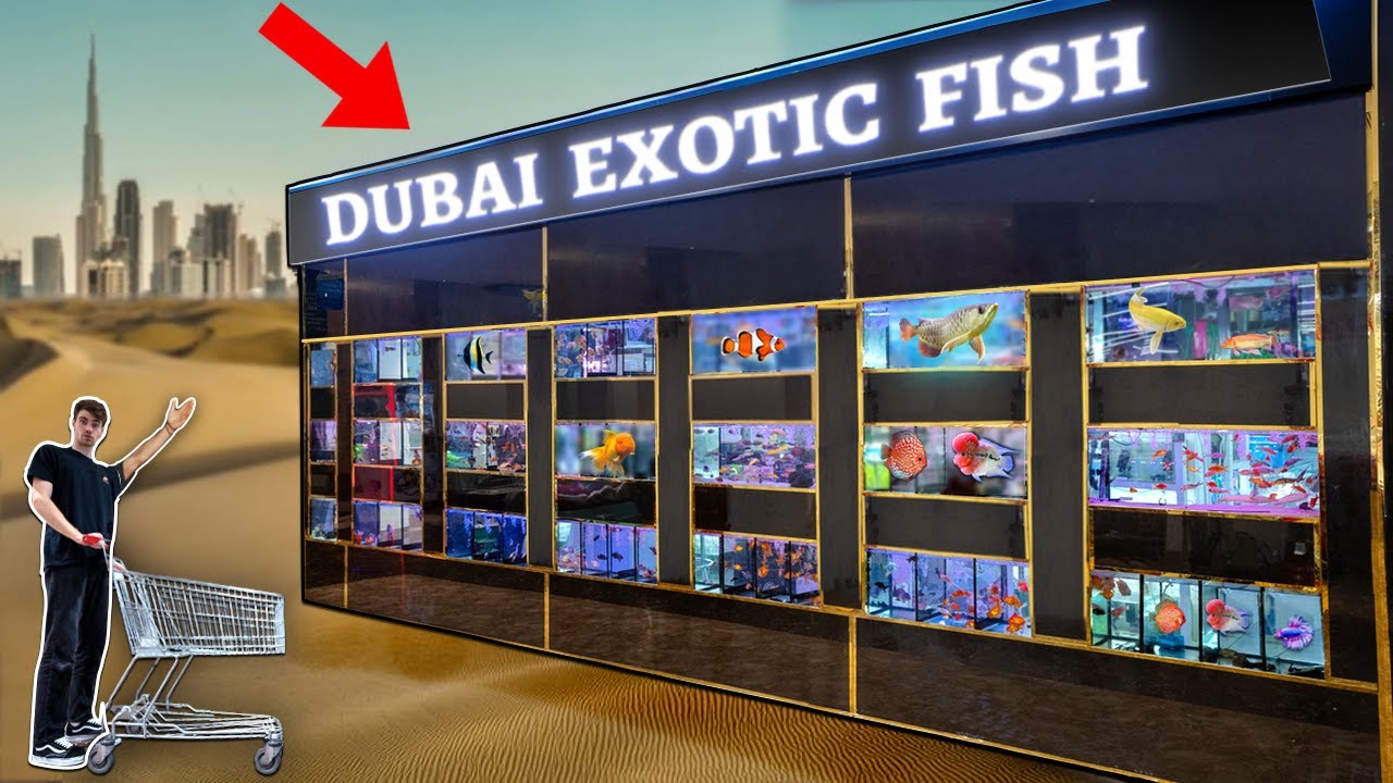 DUBAI EXOTIC FISH STORE TOUR! 