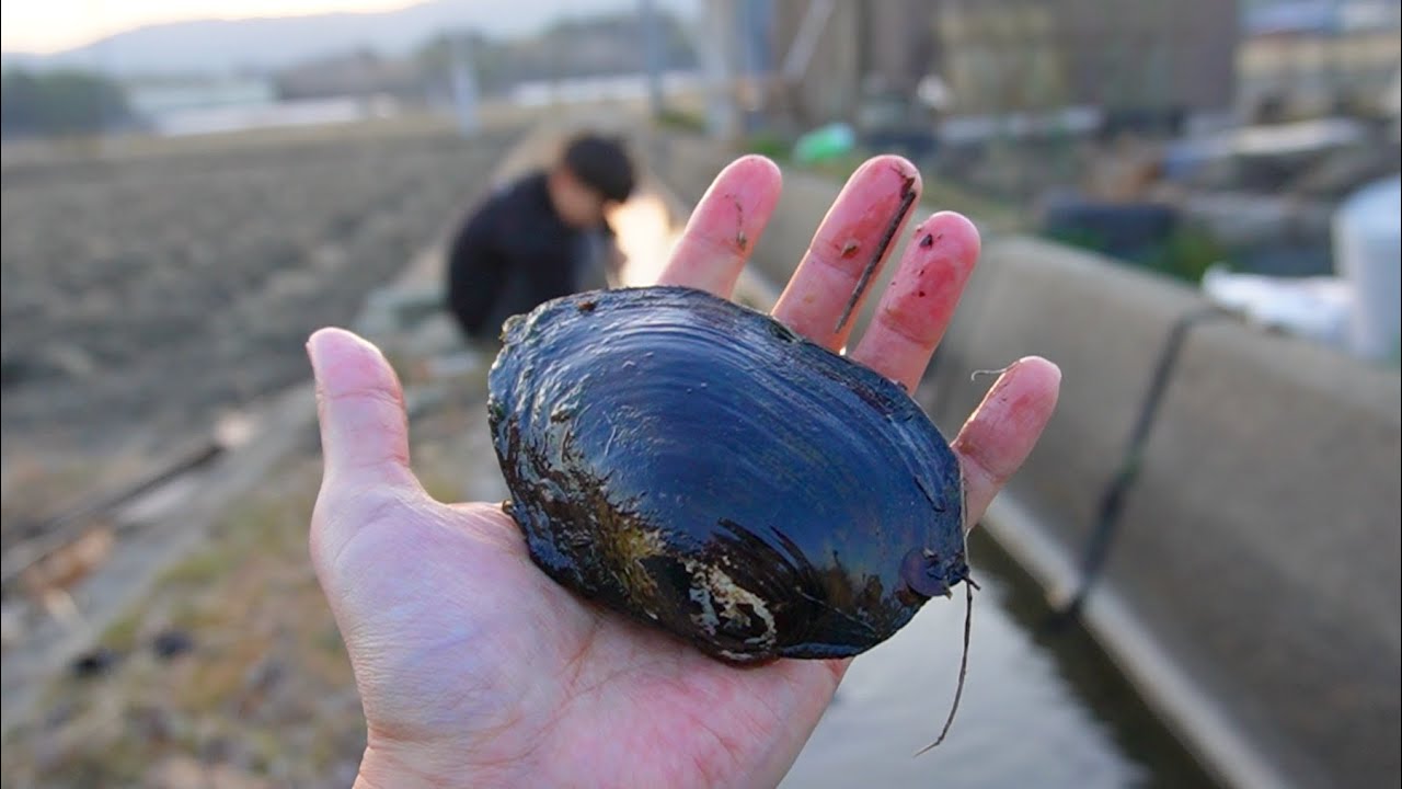 巨大なドブ貝を飼育してみた
