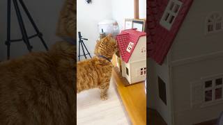 進撃の巨猫、民家を襲う #猫 #マンチカン #shorts