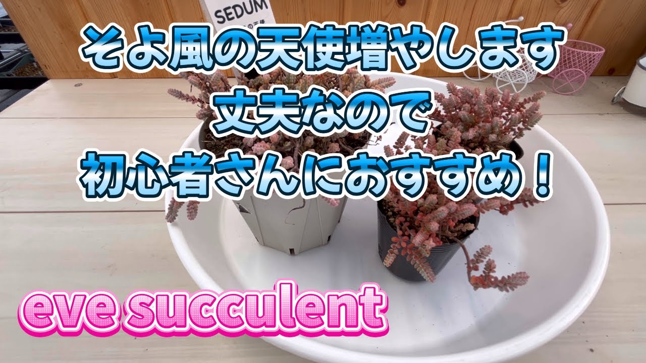 多肉植物】【多肉植物初心者】そよ風の天使増やします 丈夫なので