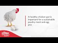 COMMON GUT HEALTH CHALLENGES IN POULTRY AND THE USE OF CLOSTAT™ 365 | KEMIN