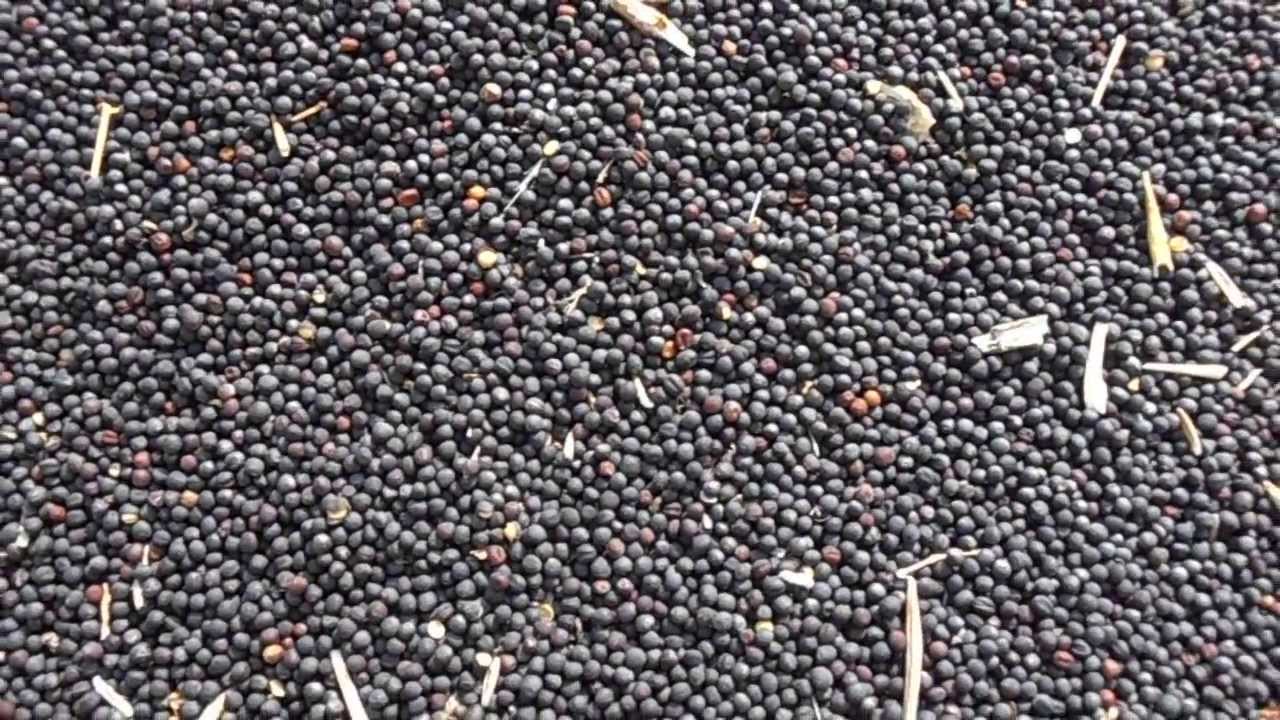 Graines De Colza En Vrac 1kg - Remplissage Pour Coussins Ou Oreillers - Marque NaturGut
