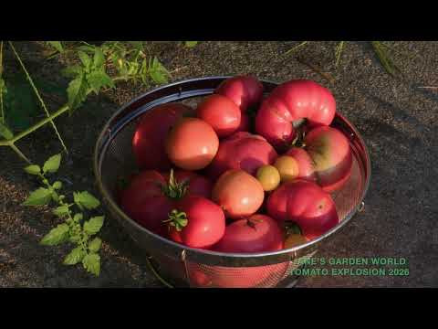 Jane's Tomato Explosion 2026!