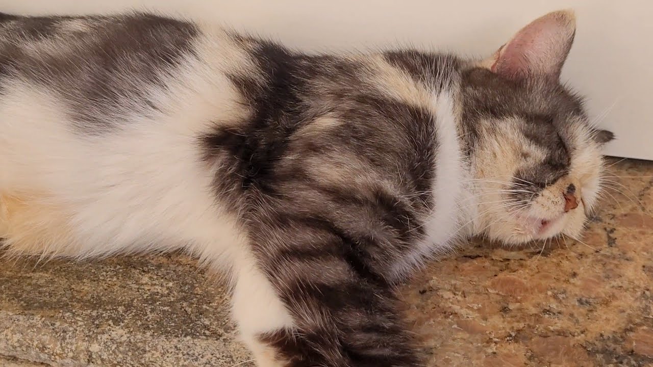 Granite Dreams | The Tabby’s Twilight | Velvet Whiskers