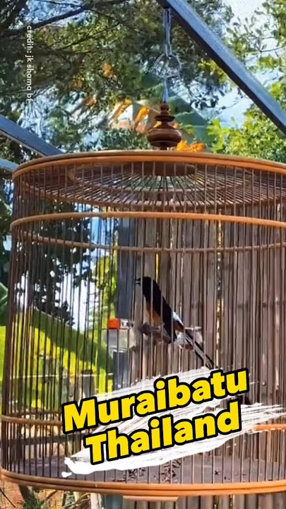 Muraibatu Thailand by Jk Shama Fatm #muraibatu #whiterumpedshama #muraibatugacor