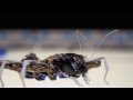 Бионические муравьи BionicANTs (Festo) Муравьи-роботы