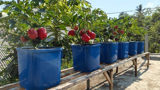ide kreatif menanam paprika dipot dan cara penanggulangan hama nya || how to plant peppers in pots
