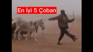 En İyi 5 Çoban
