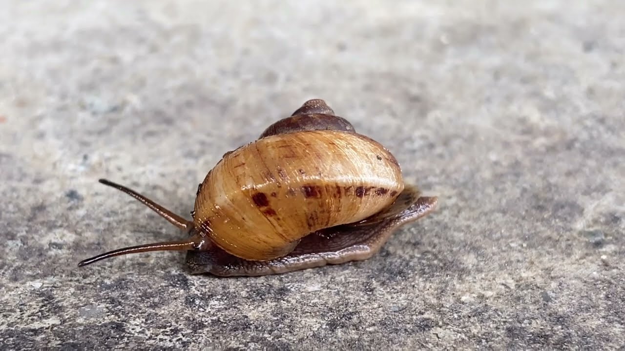 陸生のタニシ オキナワヤマタニシ Cyclophorus turgidus turgidus タニシとカタツムリの見分け方は下の説明文で ...