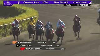 Vidéo de la course PMU PRIX QUINTO ARIO