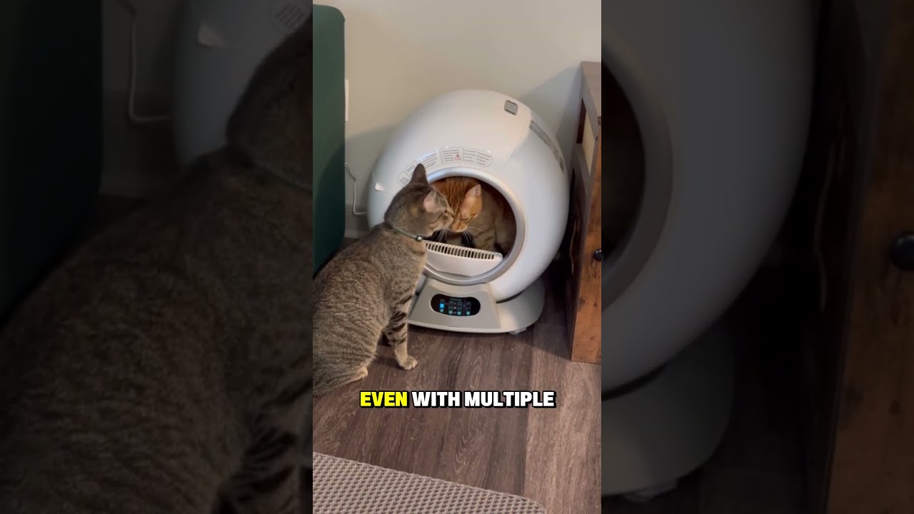 5 Minutes a Day with the BEST Self Cleaning Litter Box 