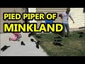 Pied Piper of MinkLand!