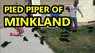 Pied Piper of MinkLand!