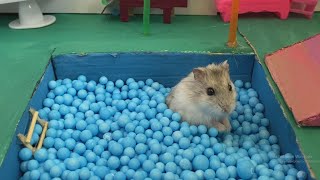 Made a hamster pool with a water slide! His reaction was shocking 🐹